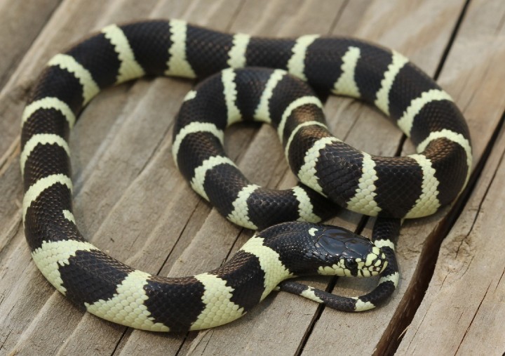 Cerbat Mountains California Kingsnake